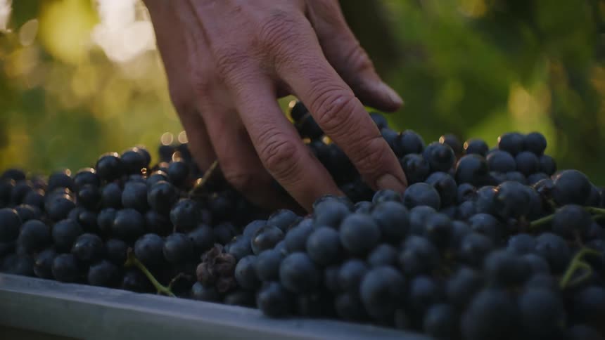 Grape Harvest: Gathering and Packing Freshly Picked Grapes Outdoors