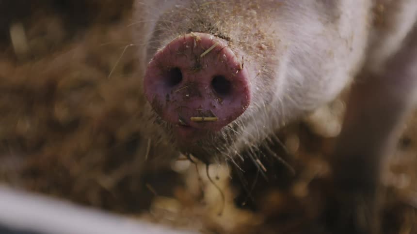 Muddy Grazing: Pig Feeding and Chewing Behind a Gate