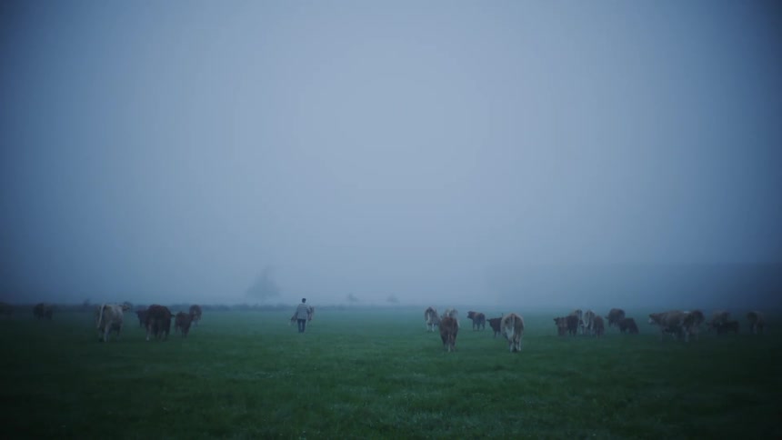 Walking Among Cows in a Picturesque Wild Grass Field