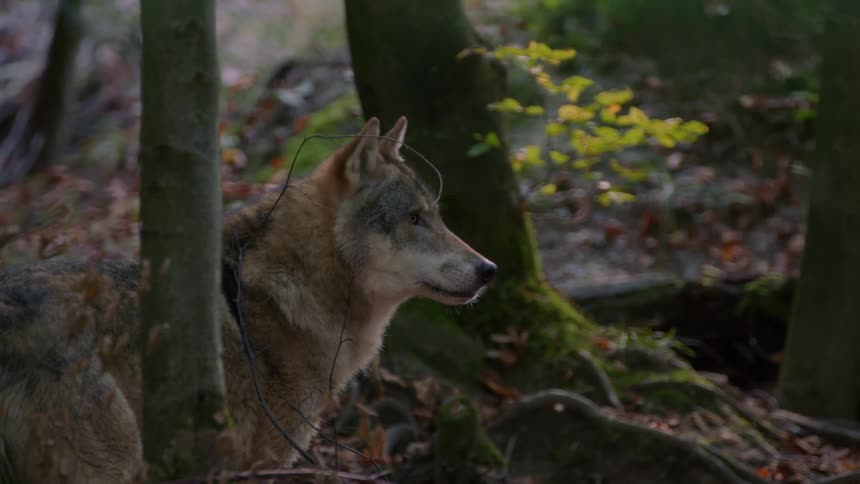 Majestic Wolf Standing Still in Forest
