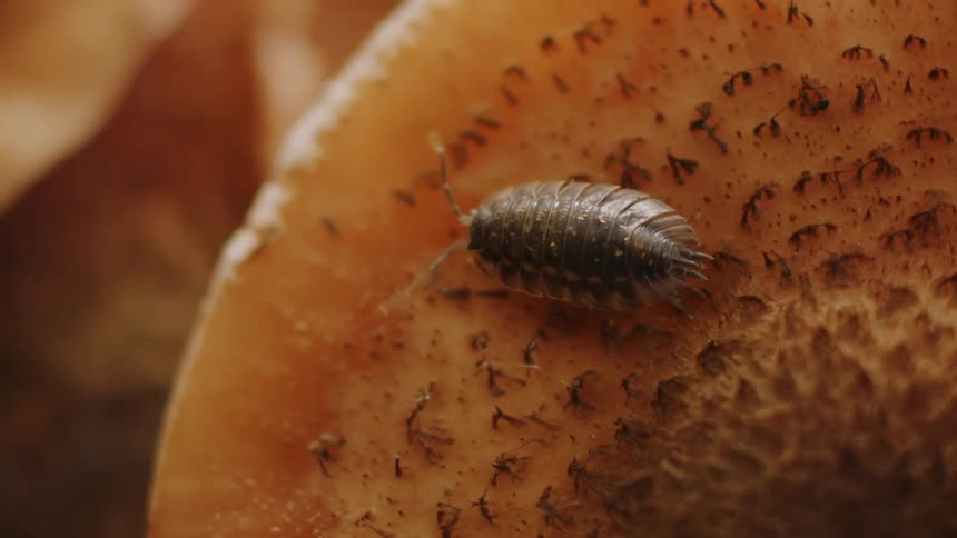 Bug Crawling on Mushroom in Macro View