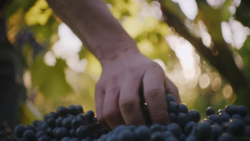Grape Harvest: Farmer Handpicking Fresh Bunches