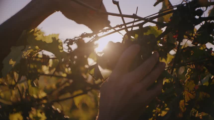 Grape Harvest: Hand-Pruning Grapes Off the Vine with Precision