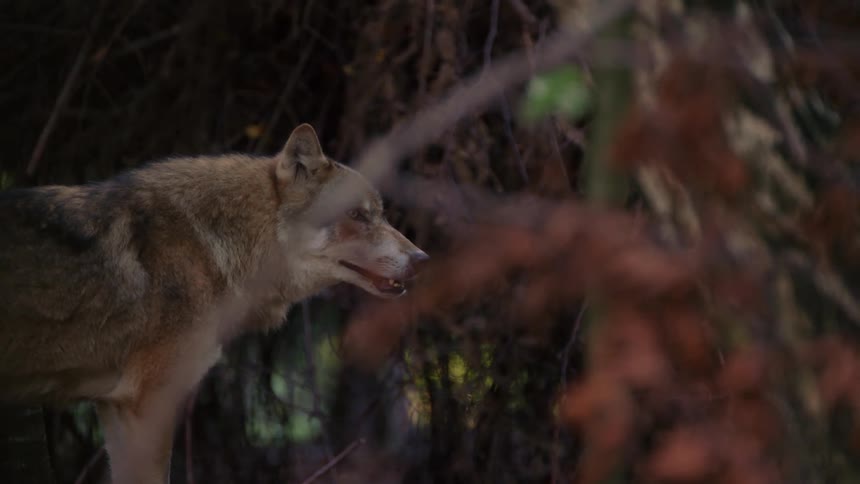 A wolf standing between trees in the wilderness