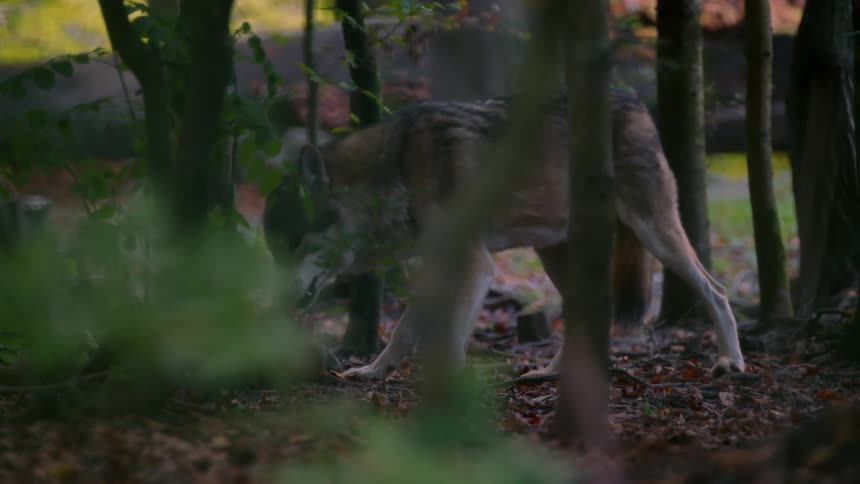 Wolf Feeding on Carcass: Wildlife Feeding Behavior