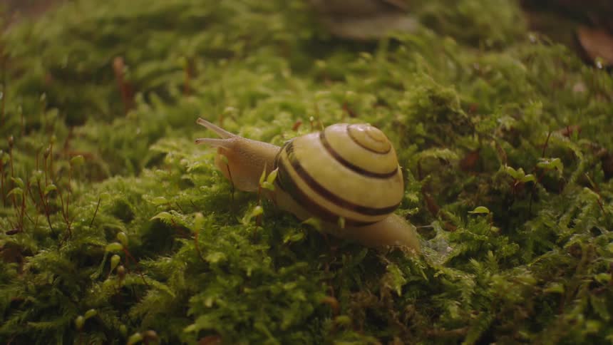 Slow Motion of Small Snail Moving Across Tiny Green Leaves leaving a trail of slime behind it