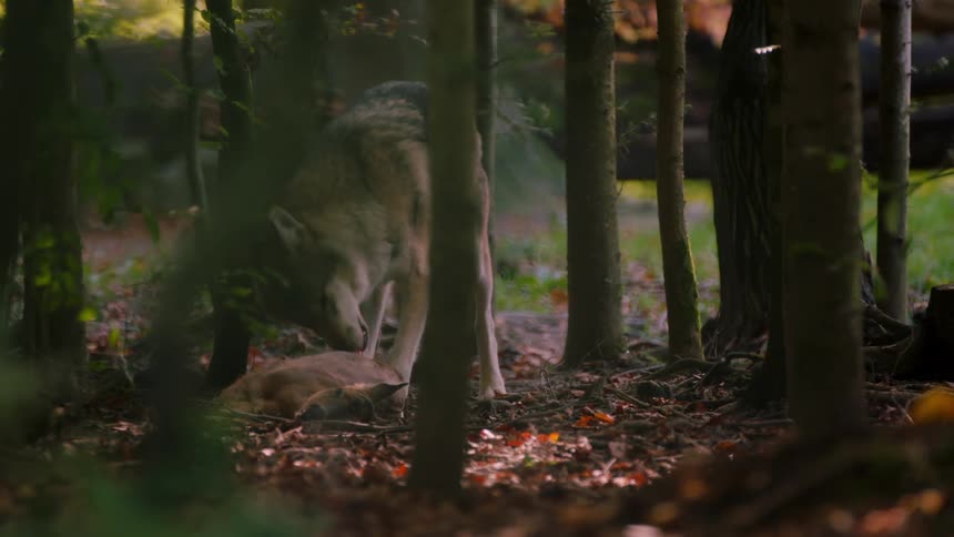 Wolf Feeding in Wooded Habitat: Wildlife Dining Scene