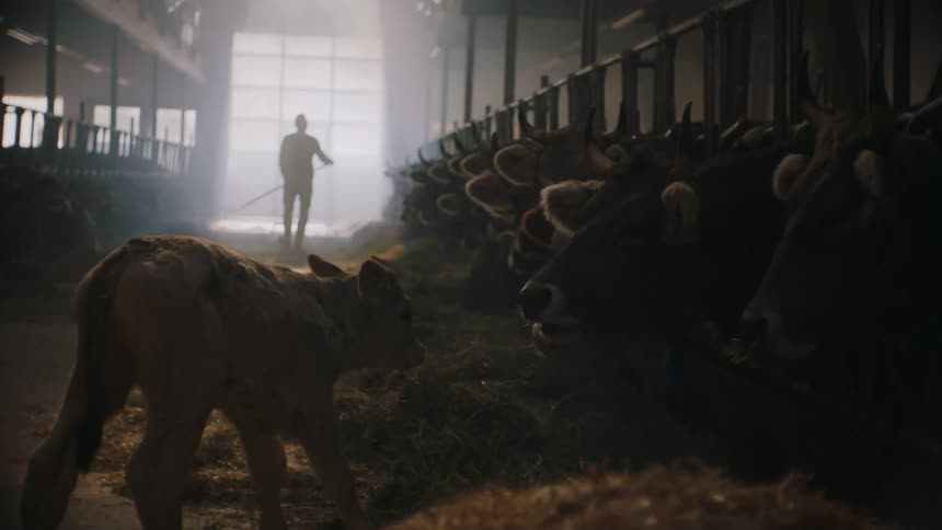 Intimidated Baby Calf in Cowshed: Encountering Larger Cows Behind Bars