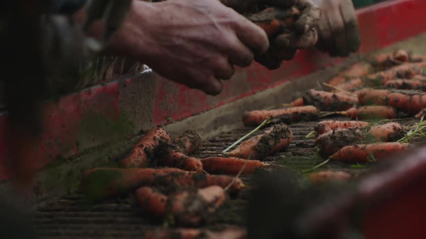 Hands of Farmer Cleaning and Inspecting Freshly Harvested Carrots