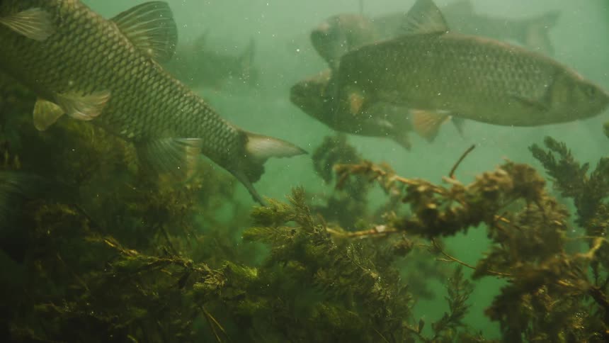 Vibrant School of Fish Swimming Amidst Algae and Plants