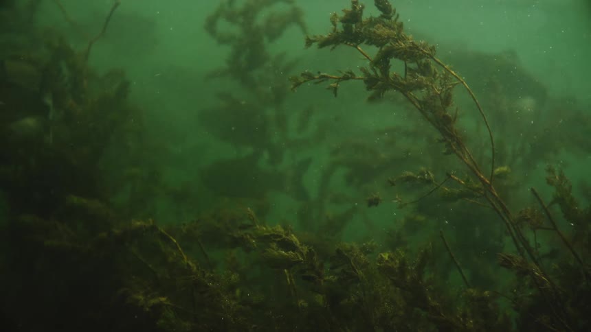 Aquatic Life: Fish Among Seabed Plants and Vegetation