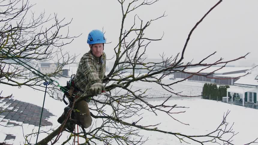 A man is high in a tree trimming the branches near a snow covered roof on a winter day
