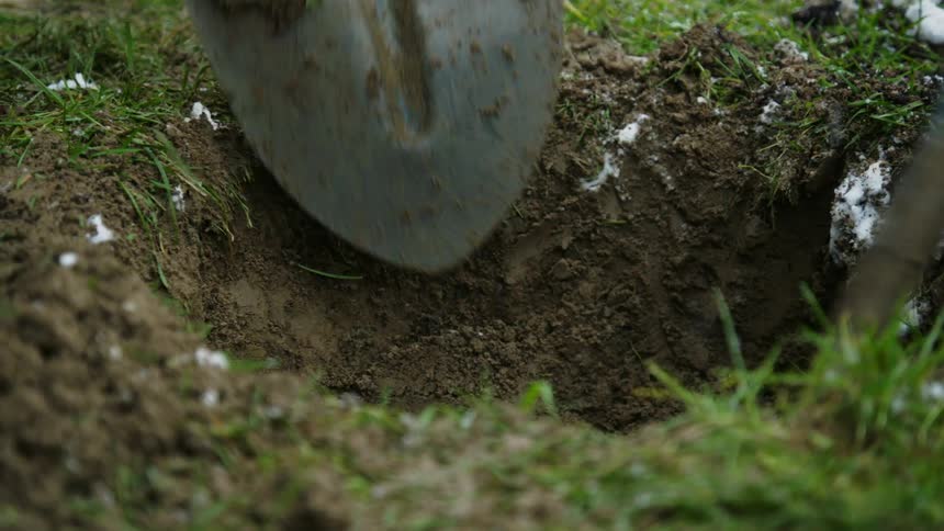 Digging a hole with two shovels in the grass with traces of snow around