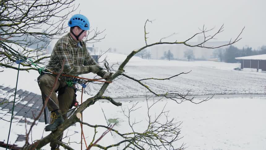 Man with Helmet Operating Chainsaw atop Tall Tree