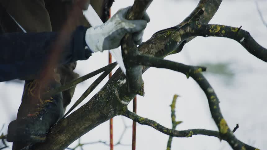 One worker holds tree branch while another worker stands on tree and saws the held branch