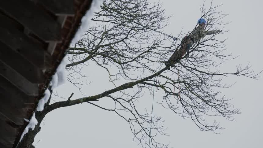 A worker is climbing a tree and clipping the branches