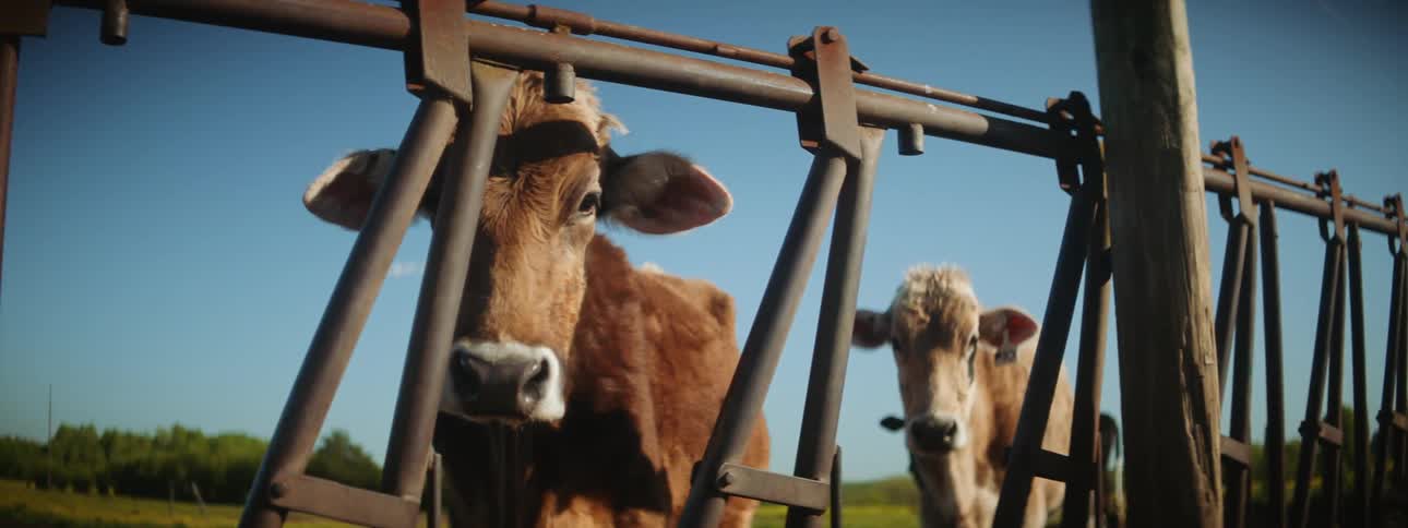 Cattle is shown behind a fence in a rural area