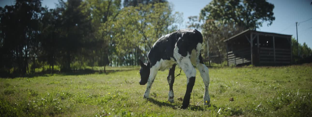 A cow is walking on grass on a farm