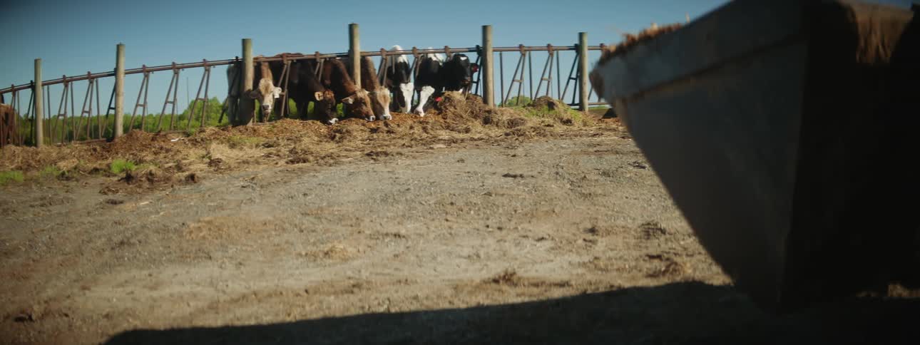 Cows eating through a fence while a tractor with a full bucket on the front drives towards the cows