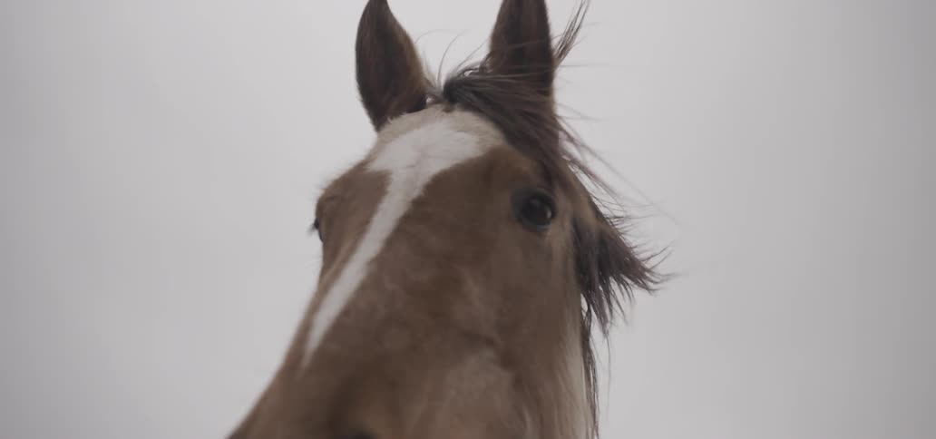 Close up of a horse's face