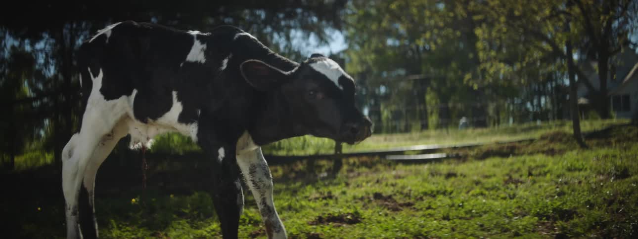 Close up of a black and white calf standing on the green grass of a farm at daytime