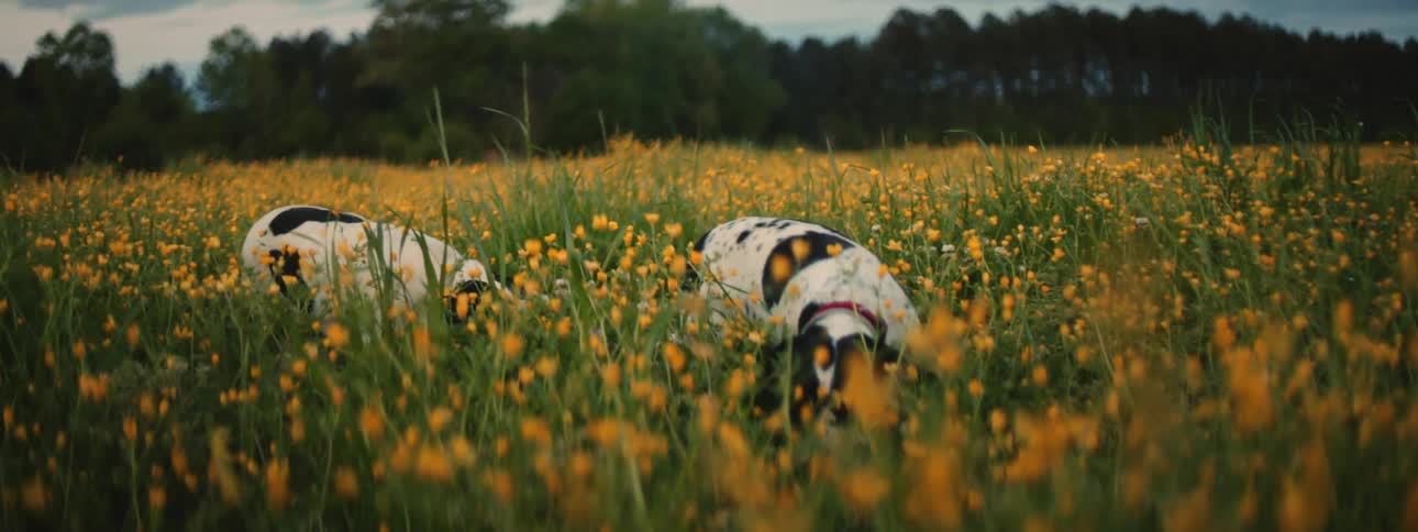 Dogs sniffing around a large field of blooming flowers in the country