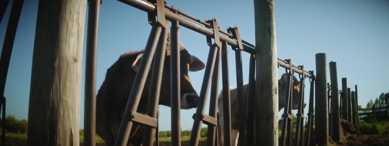 Cattle on a farm are sitting behind a fenced in area