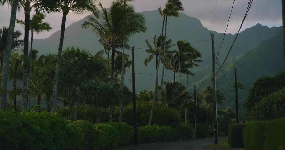 Palm trees along a road in front of a tall mountain range at morning