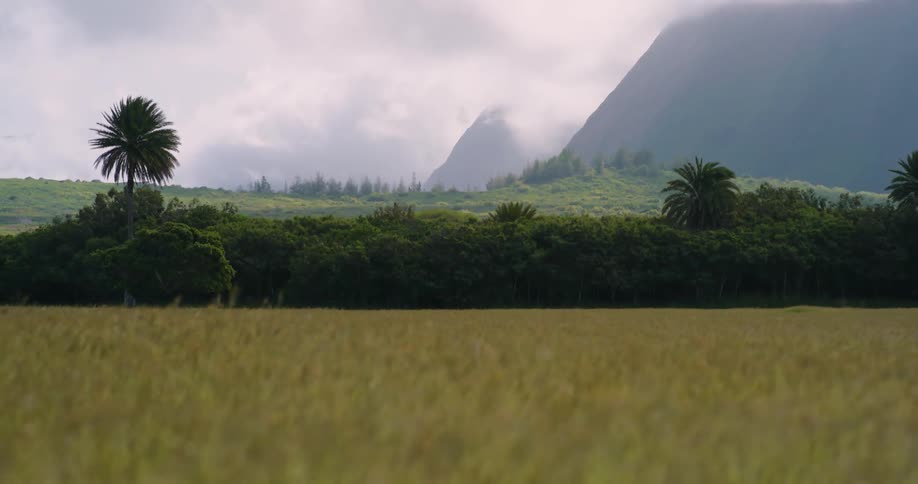 The wind blows over a grassy plain that stretches back to reach the edge of a tropical forest with a large mountain covered in fog beyond that