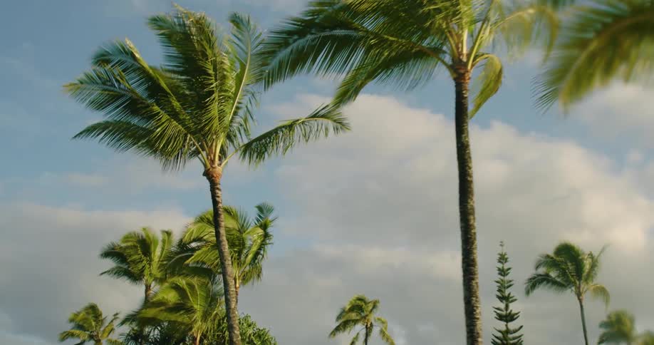 Palm trees along a street stand high in a cloud filled sky as they move in the breeze