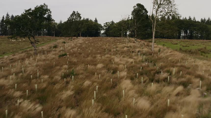 The field is full of stakes in the ground