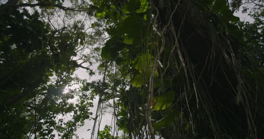 Vines and plants hang from the trees as the sun shines brightly through the woods