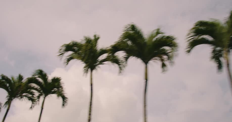 The camera passes by a line of evenlyspaced palm trees bordering a road