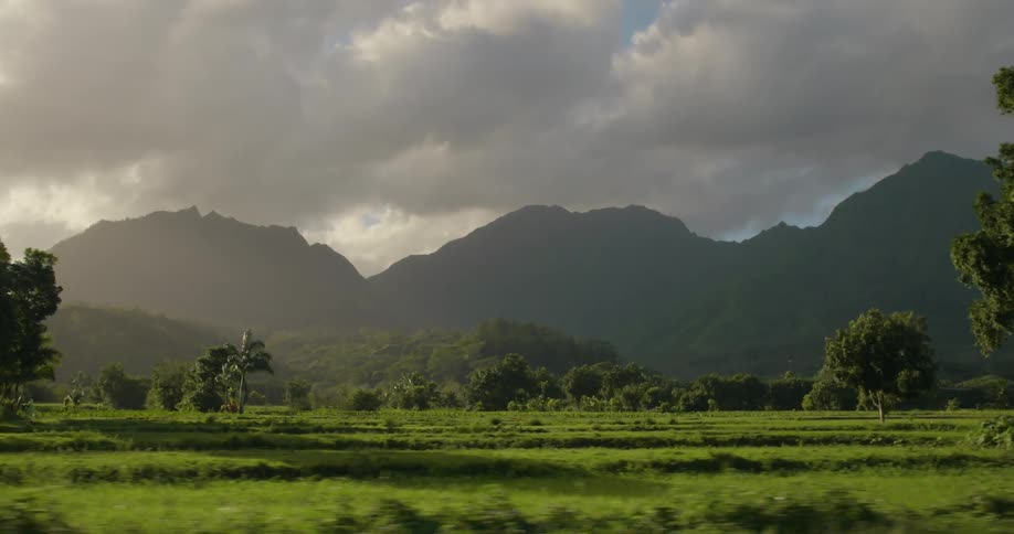 A lush and vibrant green landscape filled with green trees and grasses
