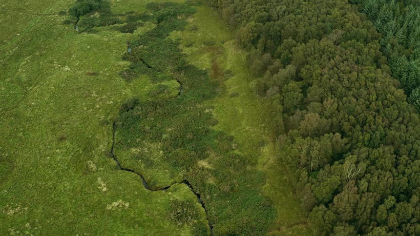 Aerial view of forest and green meadow
