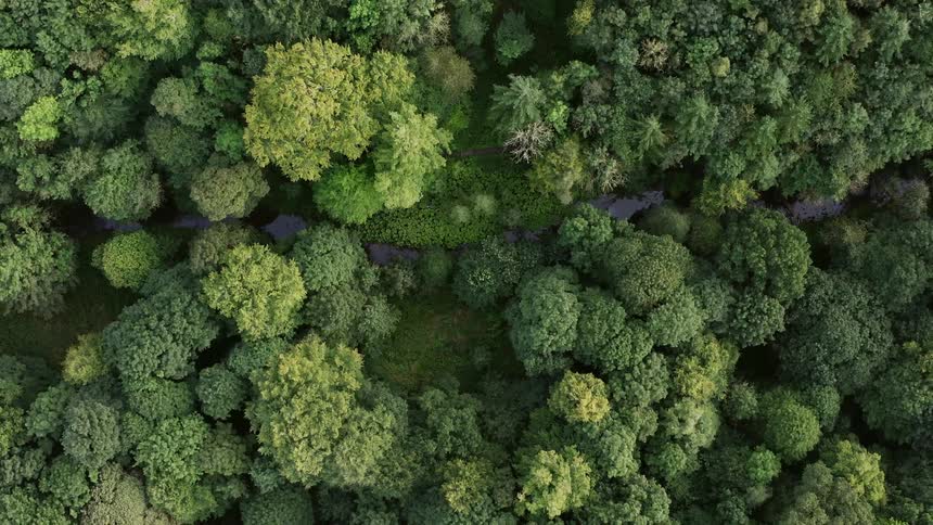 Aerial view of a forest during the summer is displayed
