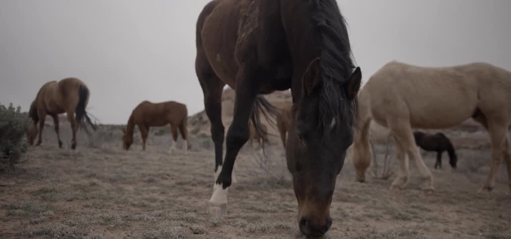 Horses graze on grass together