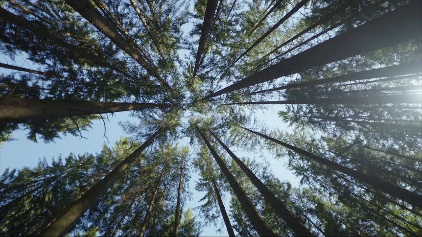 Tall trees in the woods