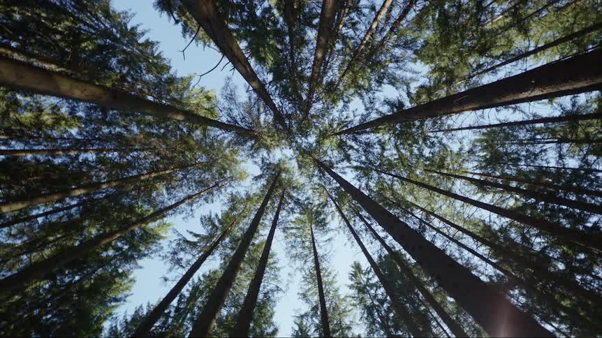 Trees in a forest are displayed during the day time