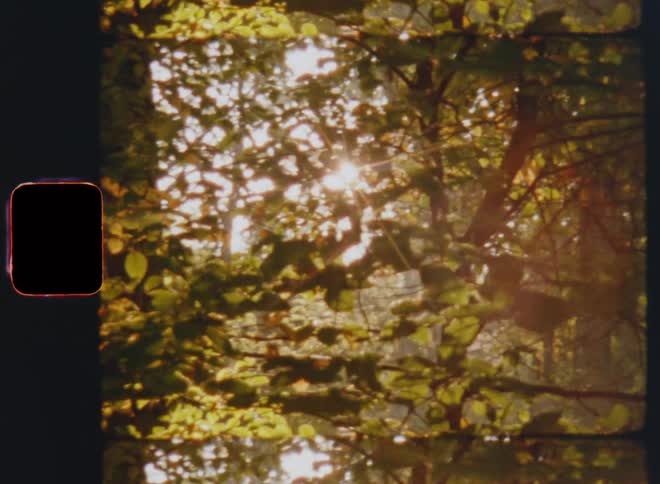 Panning Super 8mm film footage of sunlight shining through tall trees in the woods as the light breaks through the green and brown leaves of the autumn foliage causing a lens flare and glare