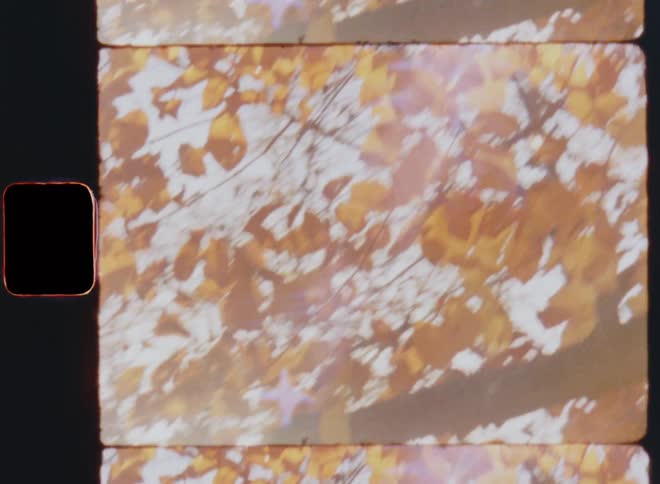 Bright sunshine glares and causes lens flares while shining through golden fall foliage of a beech tree in an autumn forest on a sunny and warm fall day on retro Super 8 film with nostalgic vibes