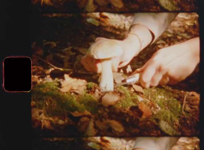 A woman that is mushroom picking uses a knife as a tool to remove a delicious porcino boletus mushroom found in the woods harvesting wild foods and organic ingredients from the local forest with natural umami flavors