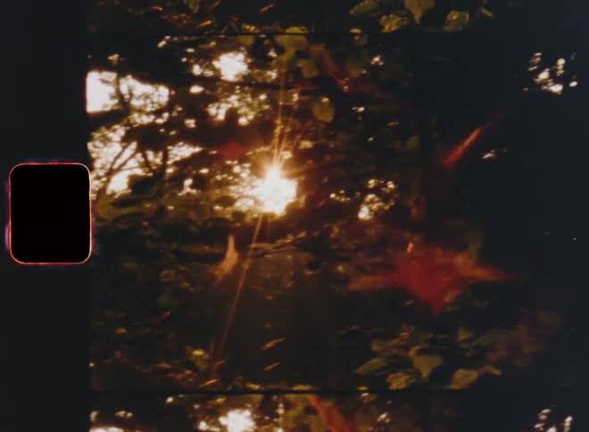 The rising or setting sun shines through the trees as the light breaks through the dark leaves or foliage of the branches creating bright lens flares and strong contrast on vintage Super-8 film