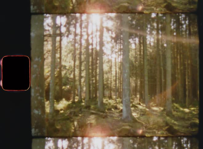 Slowly walking or moving through a fairytale forest with pine trees as the sunlight shines through the treetops onto the mossy ground underneath the canopy of the conifer or pine trees