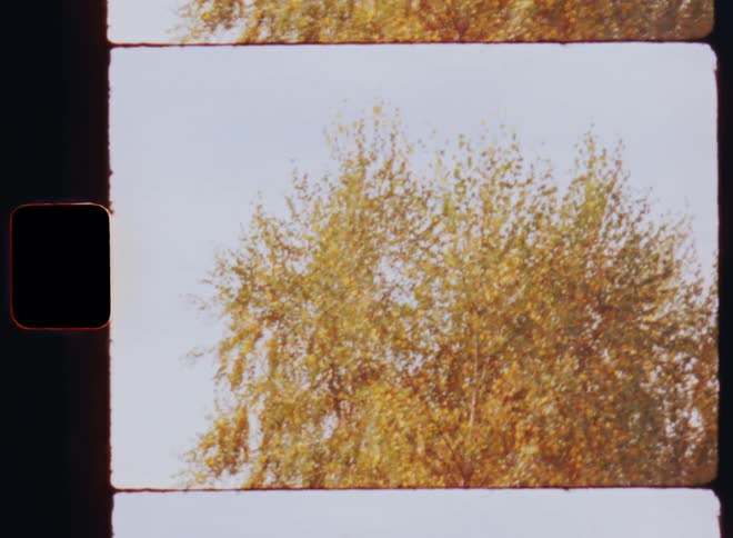 The treetop of a birch tree covered in autumn foliage is moving or swaying in the wind or breeze in front of the blue sky on a warm fall day on Super 8 film
