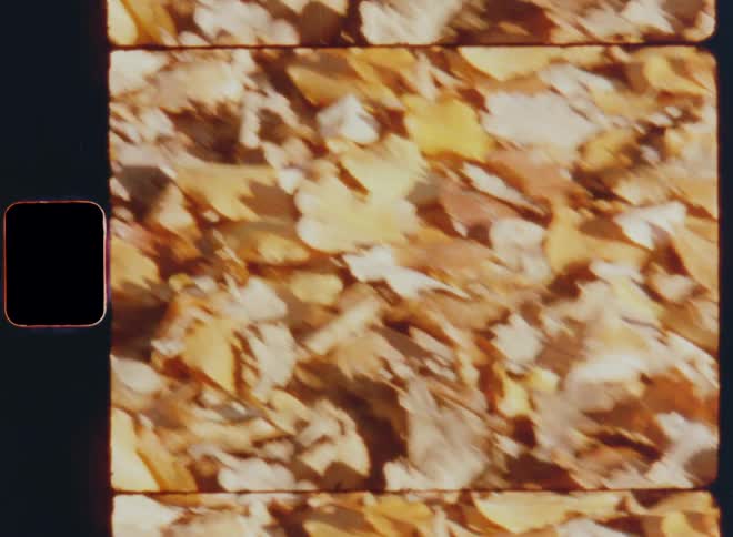 The sun shines on yellow and orange leaves covering the forest ground during autumn after they fell from the trees