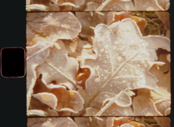 Several frozen fallen oak leafs or leaves are piled atop each other on the ground as the sun shines on a cold autumn morning after the first night frost of the season with cold temperatures below freezing