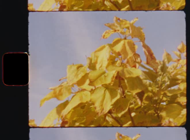 The sun shines on the yellow leaves of a treetop as they move or sway in the breeze in front of blue sky with some clouds on a warm autumn or fall day