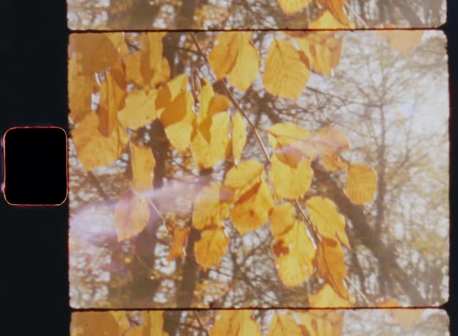 A beautiful beech tree branch covered with golden leaves shines in the sun on an autumn day as the warm sunshine illuminates the fall forest creating bright lens flare