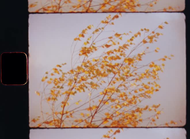 The wind is blowing and moving the branches of a birch tree as the autumn foliage is illuminated by the golden sunshine of the sun in front of dark gray clouds on an overcast and gloomy day